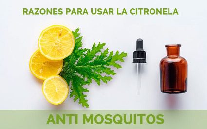 razones-para-usar-la-citronela Este verano refresca y protege tu hogar con CITRONELA