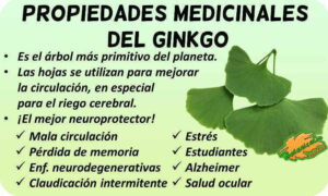 ginkgo-propiedades-medicinales-300x180