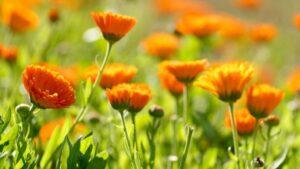 weledahippo_content736x414-300x169 WELEDA CREMA PAAL CALENDULA